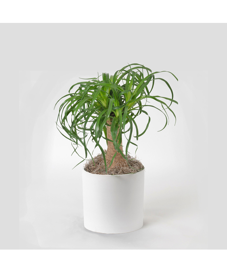 Bring a touch of modern elegance to your space with the Pony Tail Palm in a 6-inch pot.