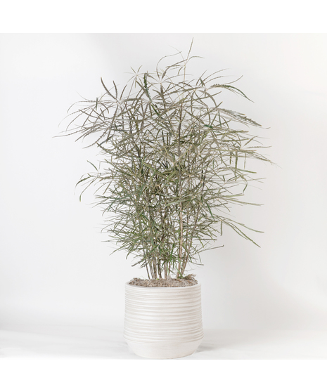 Bring a fresh, tropical vibe to any space with our 10-inch Aralia (False Aralia). 