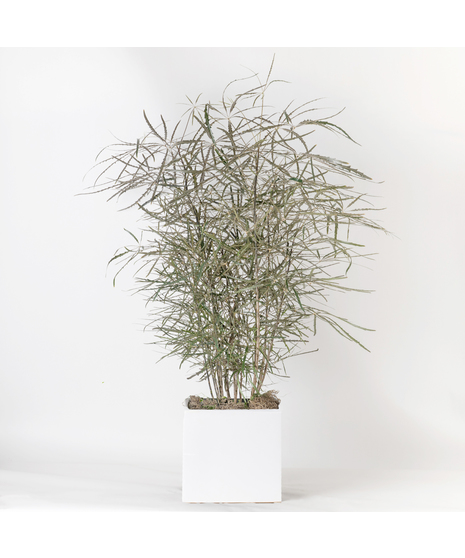 Bring a fresh, tropical vibe to any space with our 10-inch Aralia (False Aralia). 