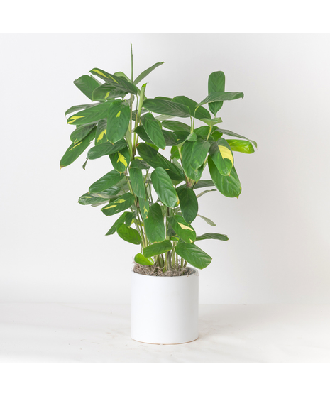 Brighten up any space with the vibrant charm of the 6