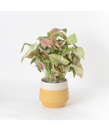 The Pink Nephthytis is a stunning addition to any indoor plant collection, featuring vibrant, heart-shaped leaves with deep green hues