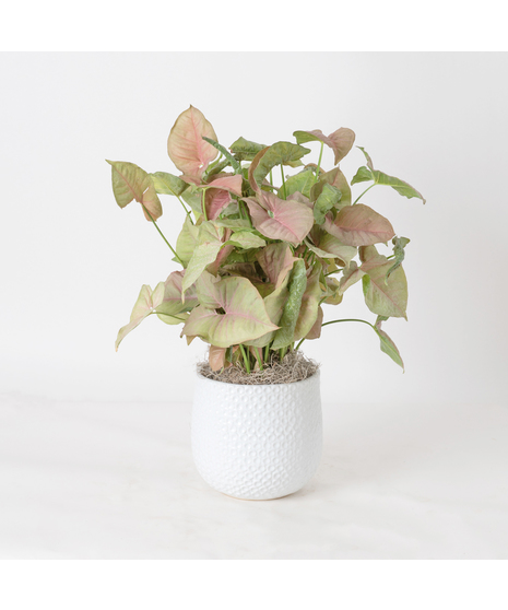 The Pink Nephthytis is a stunning addition to any indoor plant collection, featuring vibrant, heart-shaped leaves with deep green hues