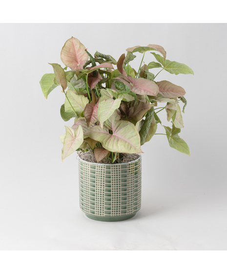 The Pink Nephthytis is a stunning addition to any indoor plant collection, featuring vibrant, heart-shaped leaves with deep green hues