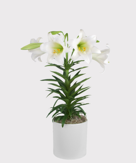 Beautiful Easter lilies at their peak!
