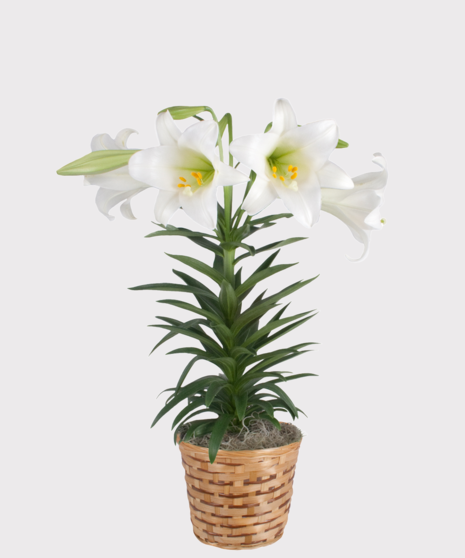 Easter Lily