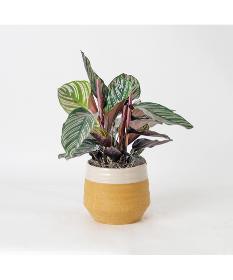 Bring a bold and tropical touch to any space with our Calathea Dottie in an upgraded 6