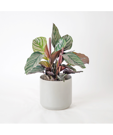 Bring a bold and tropical touch to any space with our Calathea Dottie in an upgraded 6