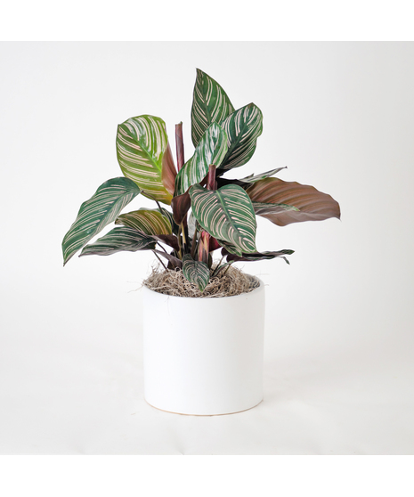 Bring a bold and tropical touch to any space with our Calathea Dottie in an upgraded 6
