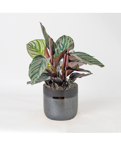 Bring a bold and tropical touch to any space with our Calathea Dottie in an upgraded 6
