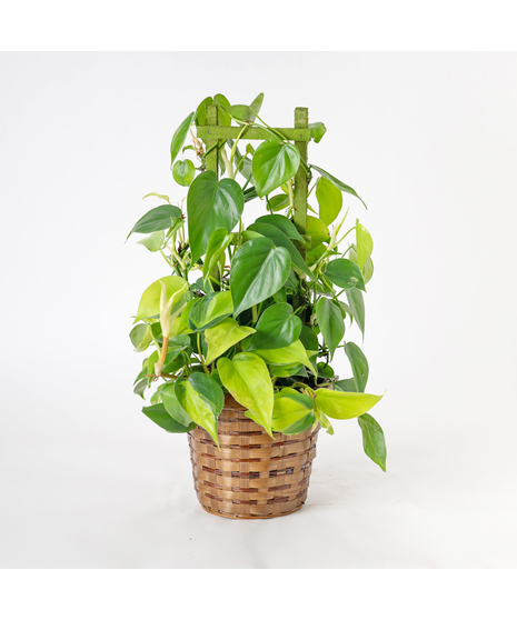 Philodendron Trelis