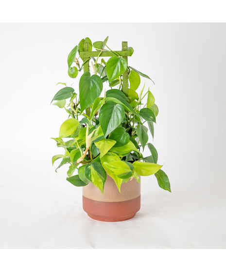 Bring lush, tropical greenery into your home with the 6