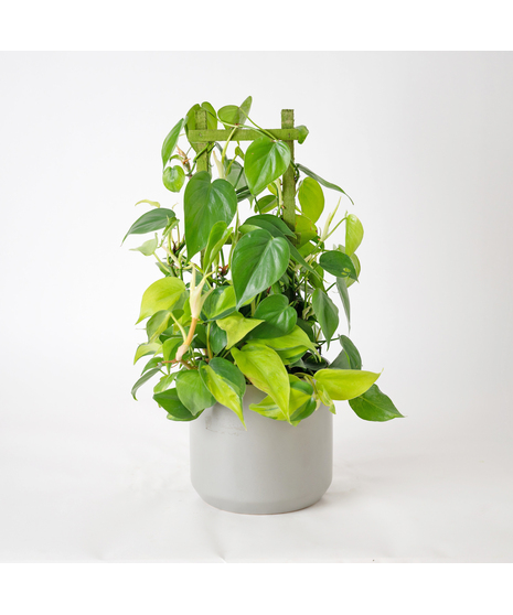 Bring lush, tropical greenery into your home with the 6