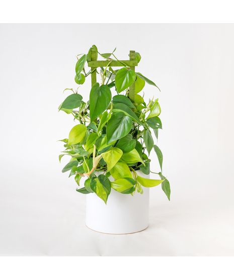 Bring lush, tropical greenery into your home with the 6