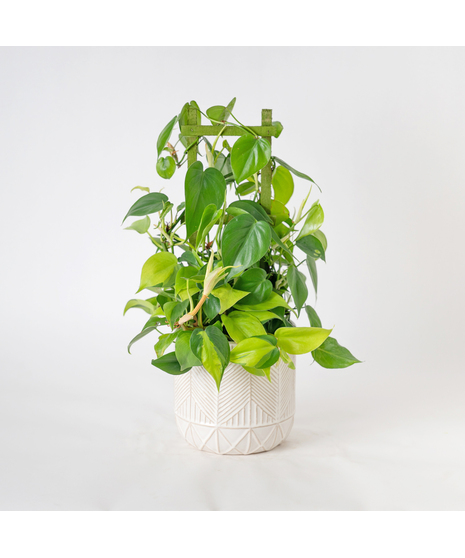Bring lush, tropical greenery into your home with the 6
