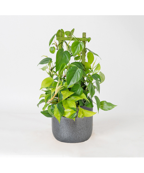 Bring lush, tropical greenery into your home with the 6