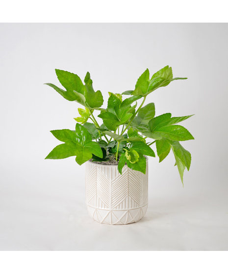 Add bold, tropical texture to your space with the 6