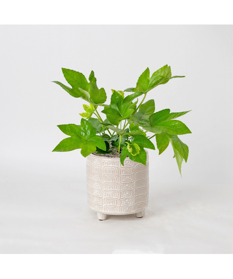 Add bold, tropical texture to your space with the 6