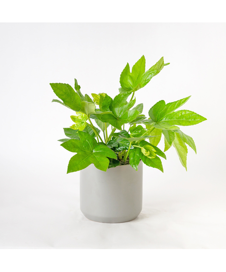Add bold, tropical texture to your space with the 6
