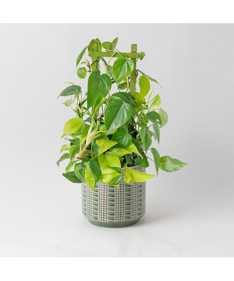 Bring lush, tropical greenery into your home with the 6