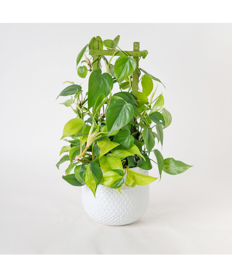 Bring lush, tropical greenery into your home with the 6