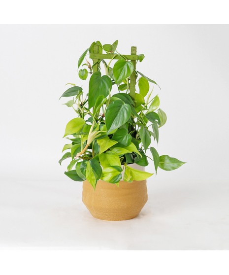 Deluxe Philodendron Trelis