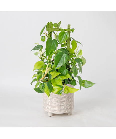 Bring lush, tropical greenery into your home with the 6