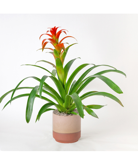 A perfect and glowing Bromeliad blooming plant.
