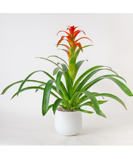 A perfect and glowing Bromeliad blooming plant.