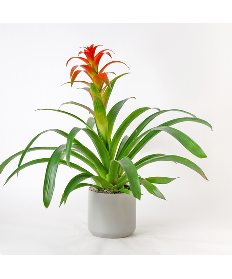 A perfect and glowing Bromeliad blooming plant.