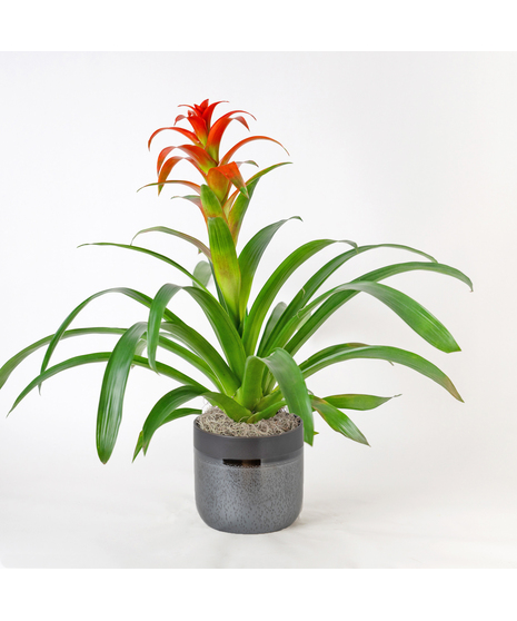 A perfect and glowing Bromeliad blooming plant.