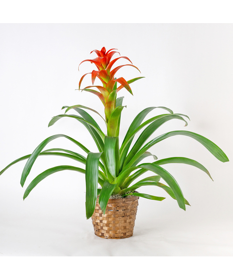 Orange Tropic Bromeliad