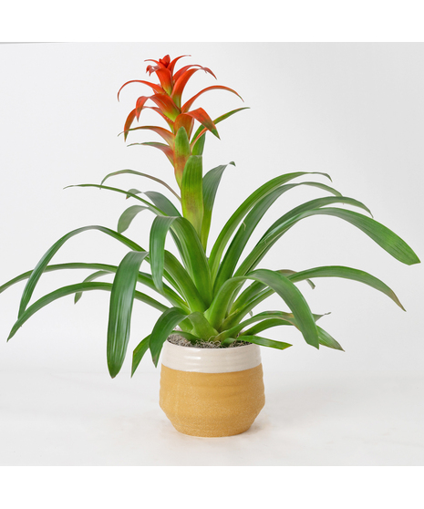 A perfect and glowing Bromeliad blooming plant.