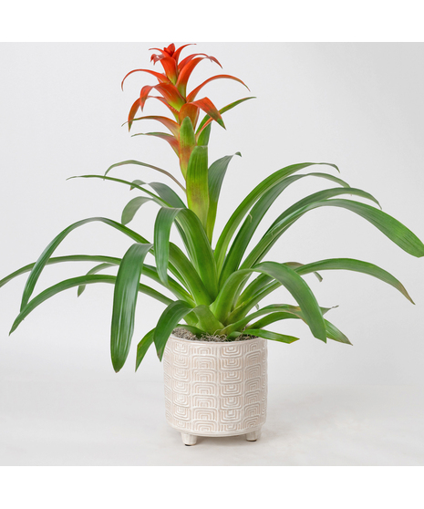 A perfect and glowing Bromeliad blooming plant.