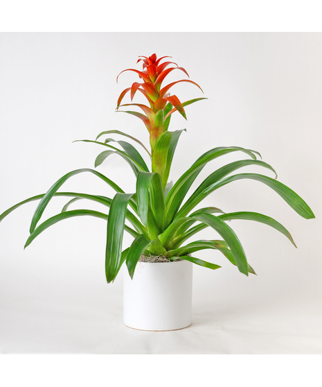 A perfect and glowing Bromeliad blooming plant.