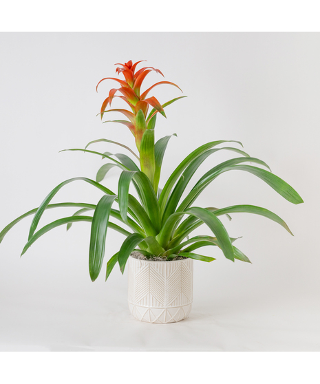 A perfect and glowing Bromeliad blooming plant.