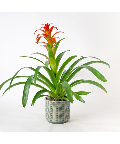A perfect and glowing Bromeliad blooming plant.