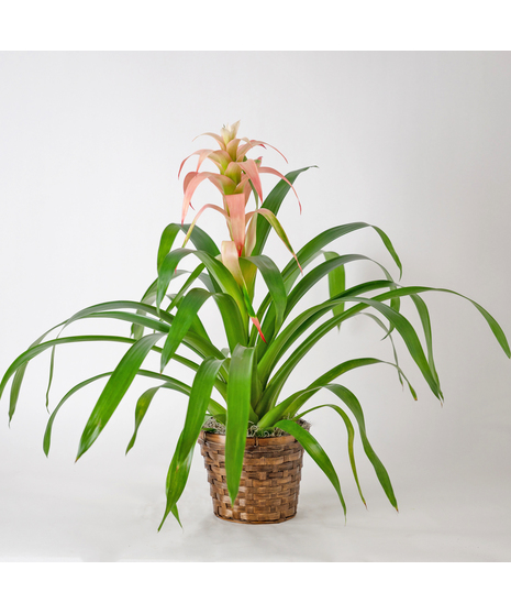 Pink Tropic Bromeliad