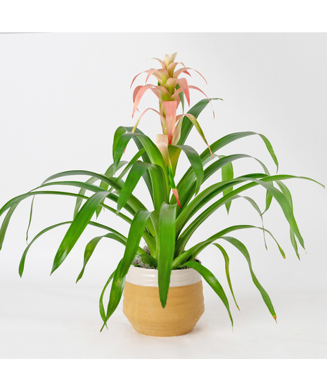 A perfect and glowing Bromeliad blooming plant.