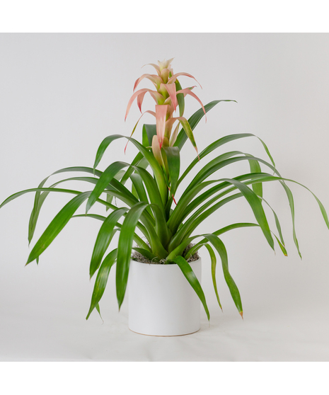 A perfect and glowing Bromeliad blooming plant.