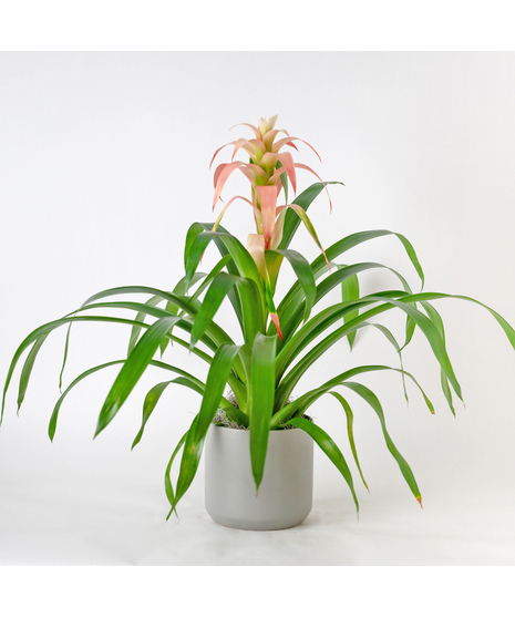 A perfect and glowing Bromeliad blooming plant.