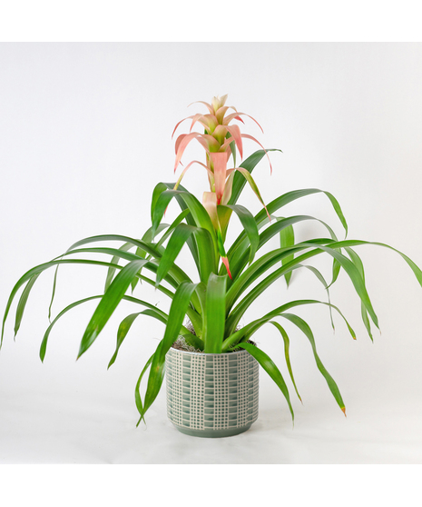A perfect and glowing Bromeliad blooming plant.