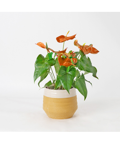 The Orange Anthurium flowering plant makes a perfect house plant. 