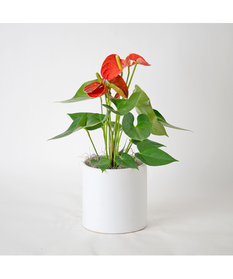 The Orange Anthurium flowering plant makes a perfect house plant. 