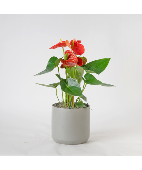 The Orange Anthurium flowering plant makes a perfect house plant. 