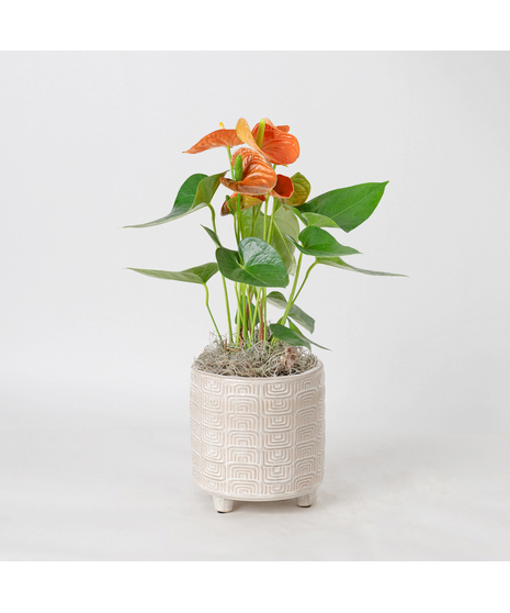 The Orange Anthurium flowering plant makes a perfect house plant. 