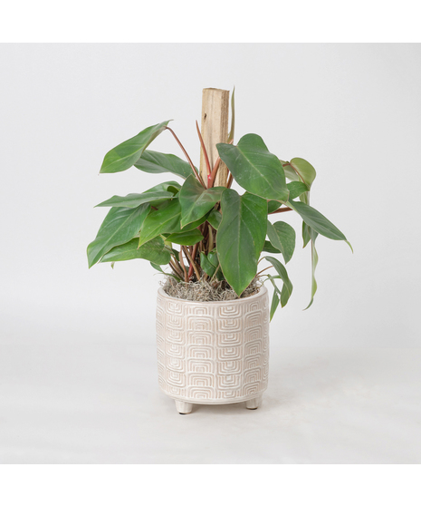 Deluxe Red Emerald Philodendron