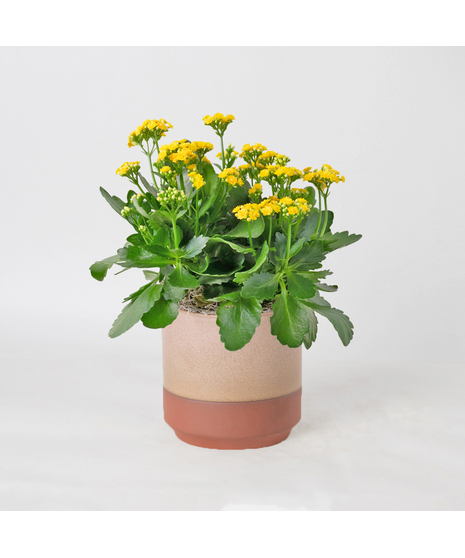 Deluxe-Orange-Kalanchoe flowering plant. 