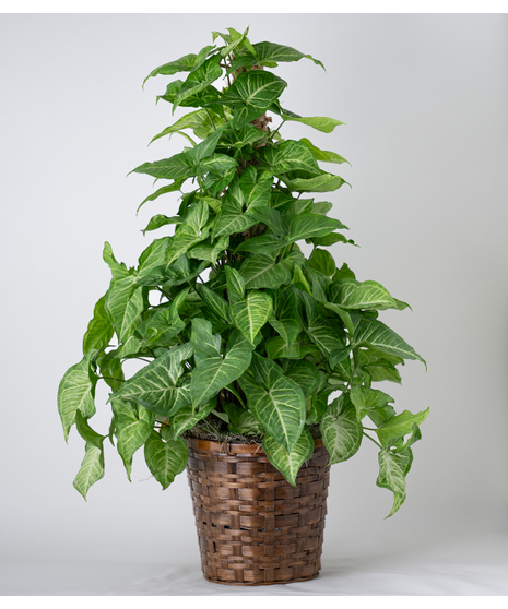 Medium Nephthytis