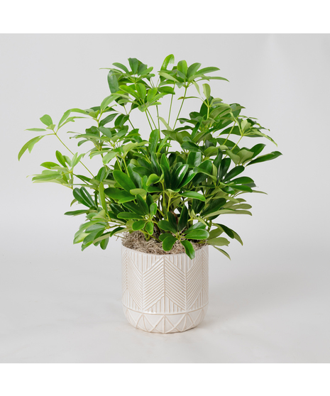 The 6-inch Arboricola plant is an easy-to-care-for houseplant that thrives in sunlight.
