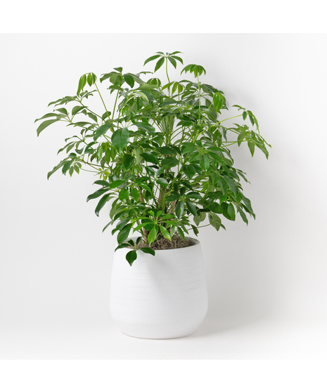 Green Plants